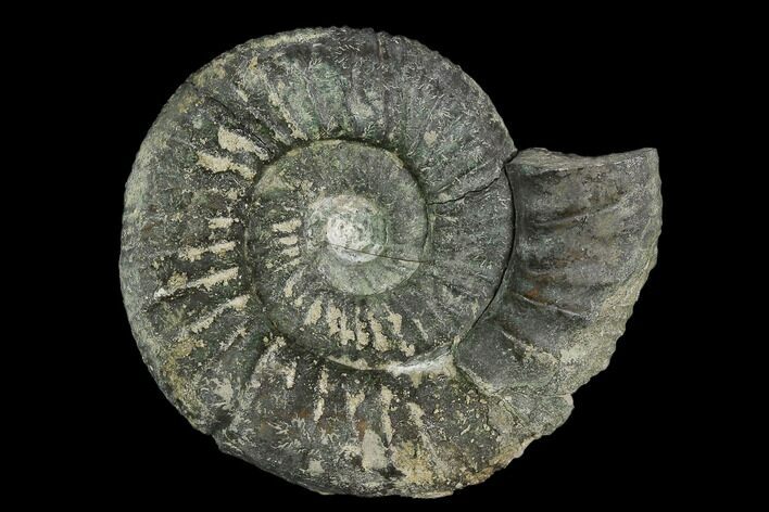 Ammonite (Orthosphinctes) Fossil - Germany #125611
